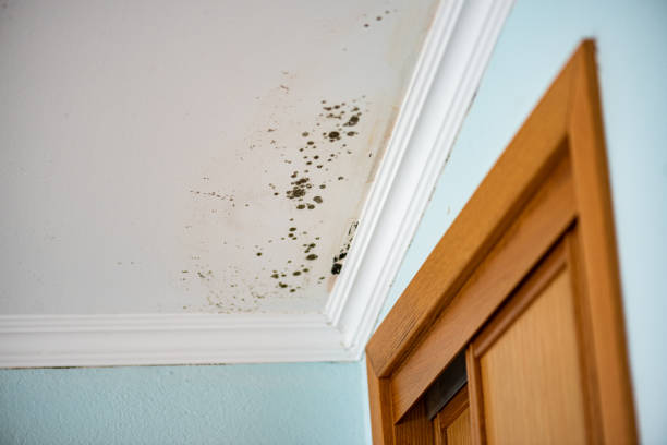 Best Mold Damage Restoration  in Willard, UT